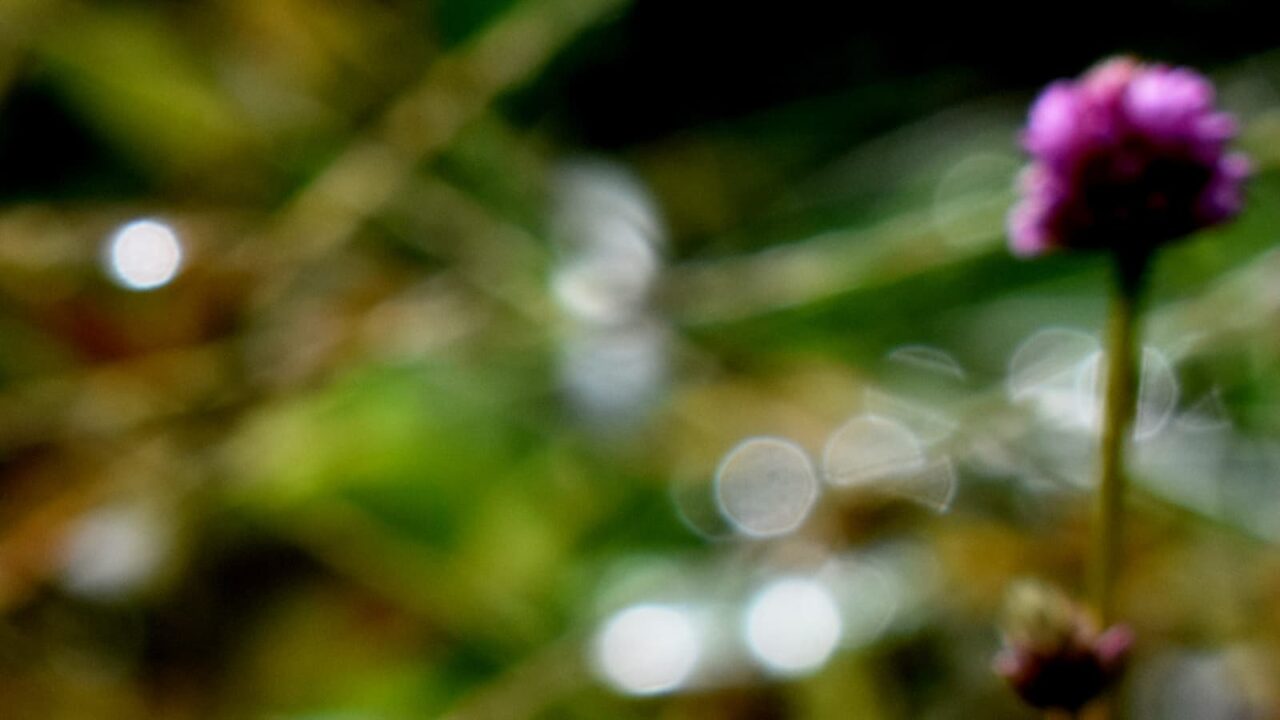 ヒメツルソバとオーブ202010-5