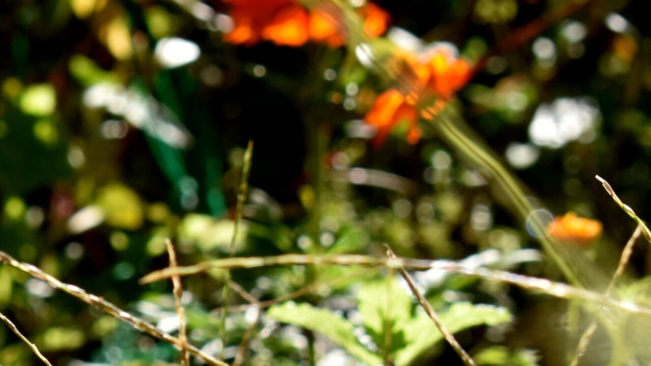 ヒメツルソバとオーブ202010-6