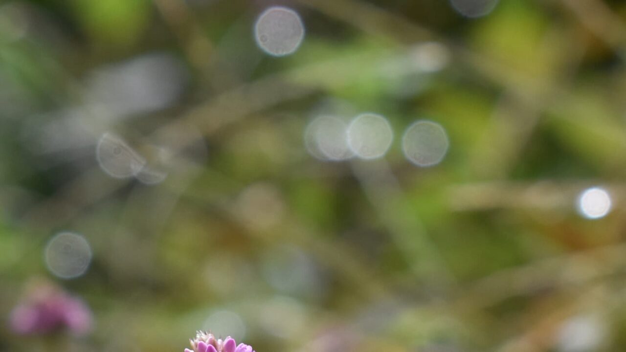 ヒメツルソバとオーブ202010-7