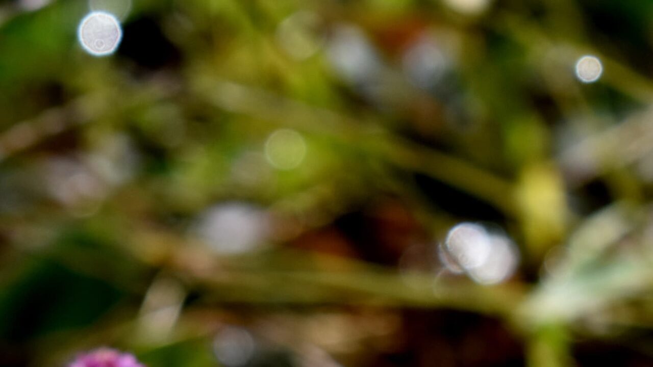 ヒメツルソバとオーブ202010-8