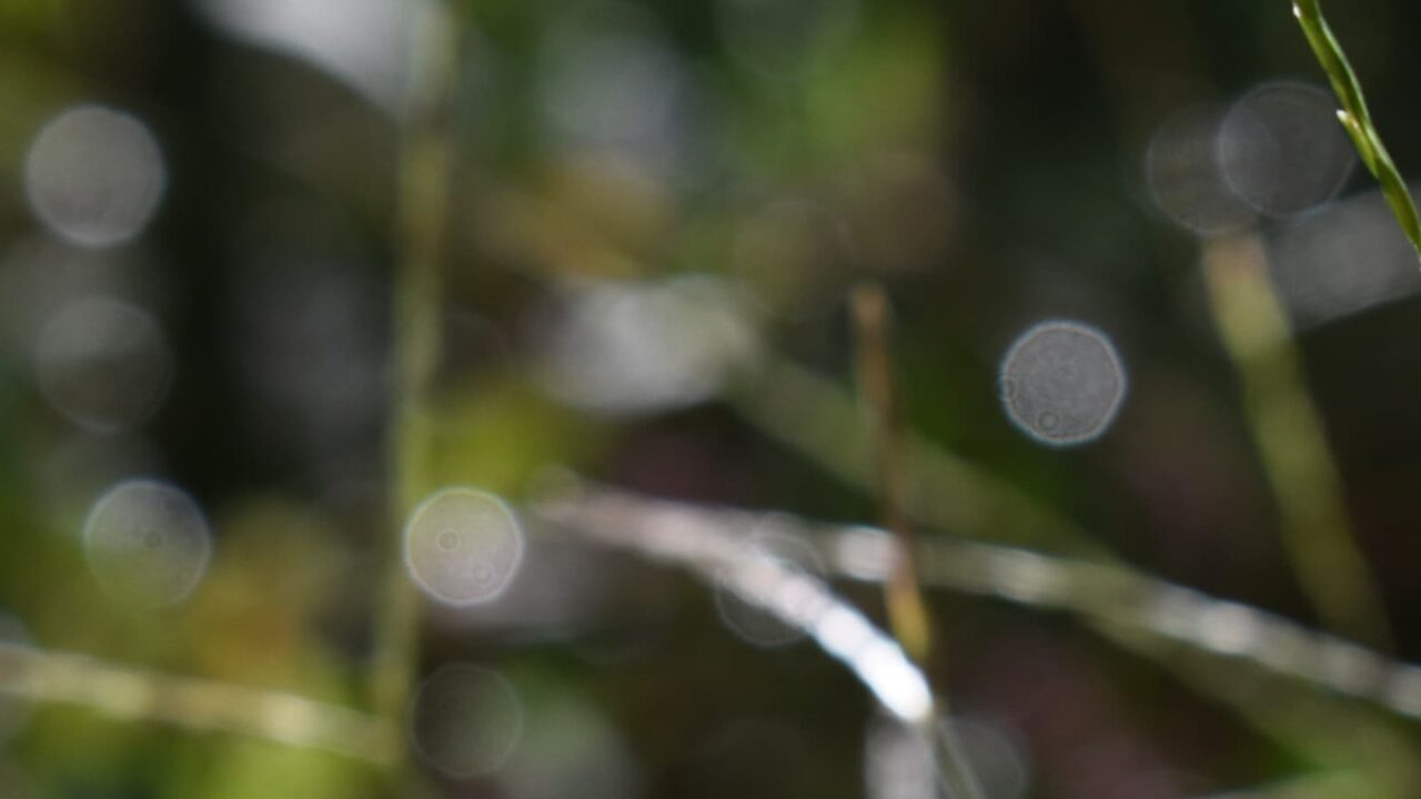 ヒメツルソバとオーブ202010-9