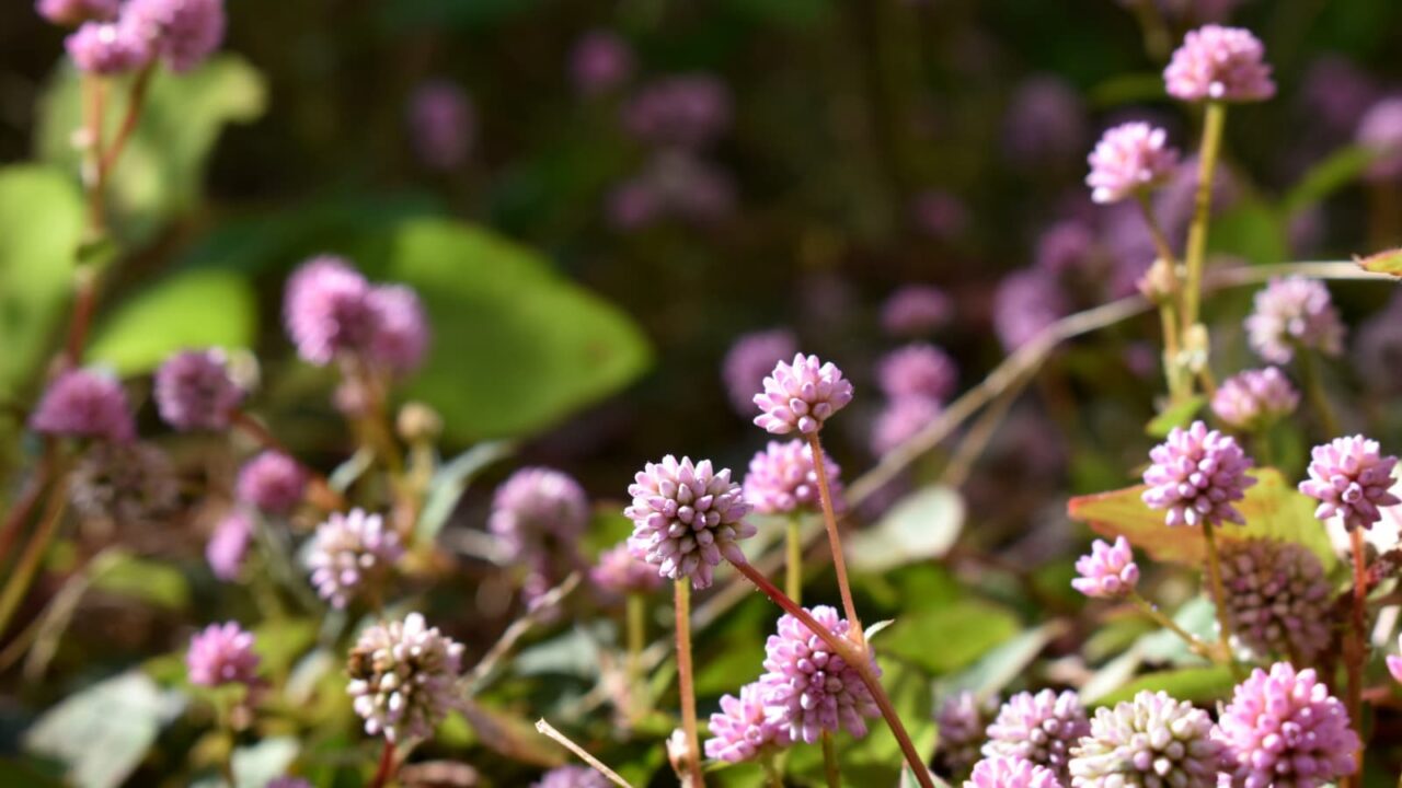 庭で咲き誇るヒメツルソバ20201122-1