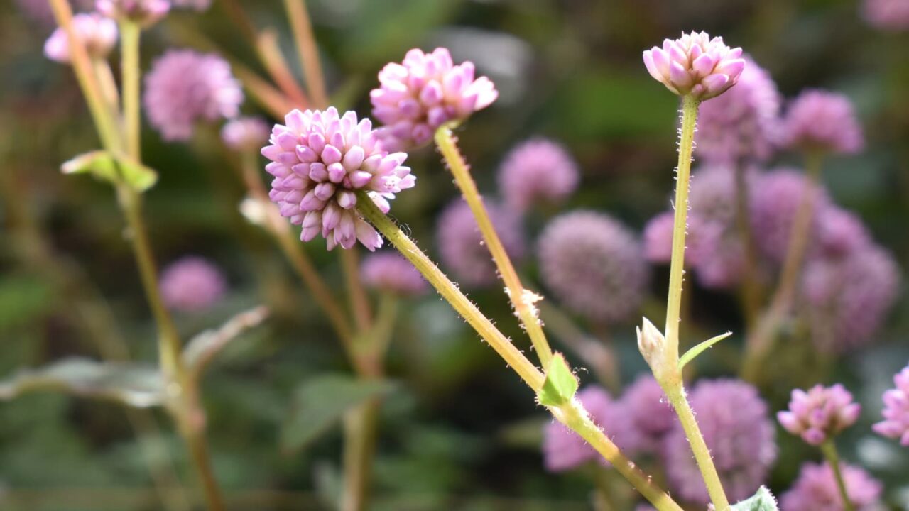 ヒメツルソバ20201122　秋の光の中で