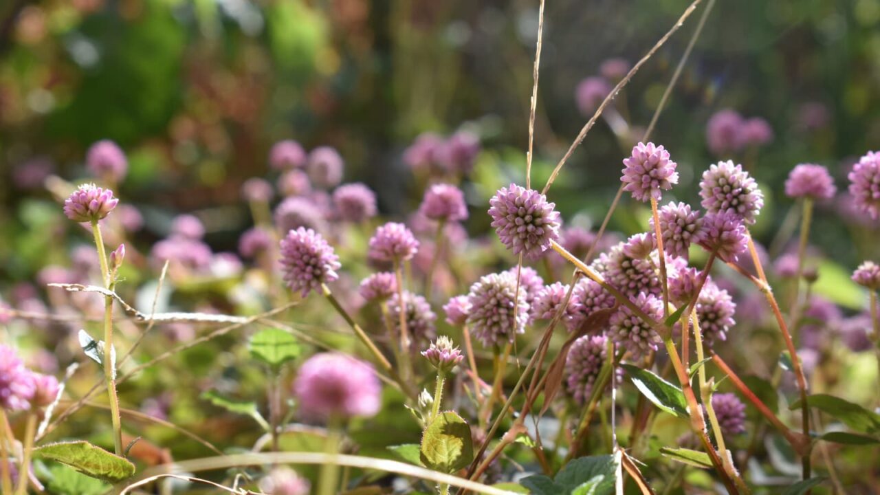 庭で咲き誇るヒメツルソバ20201122-3