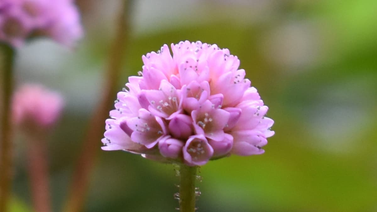 ヒメツルソバ美しい開花花202012