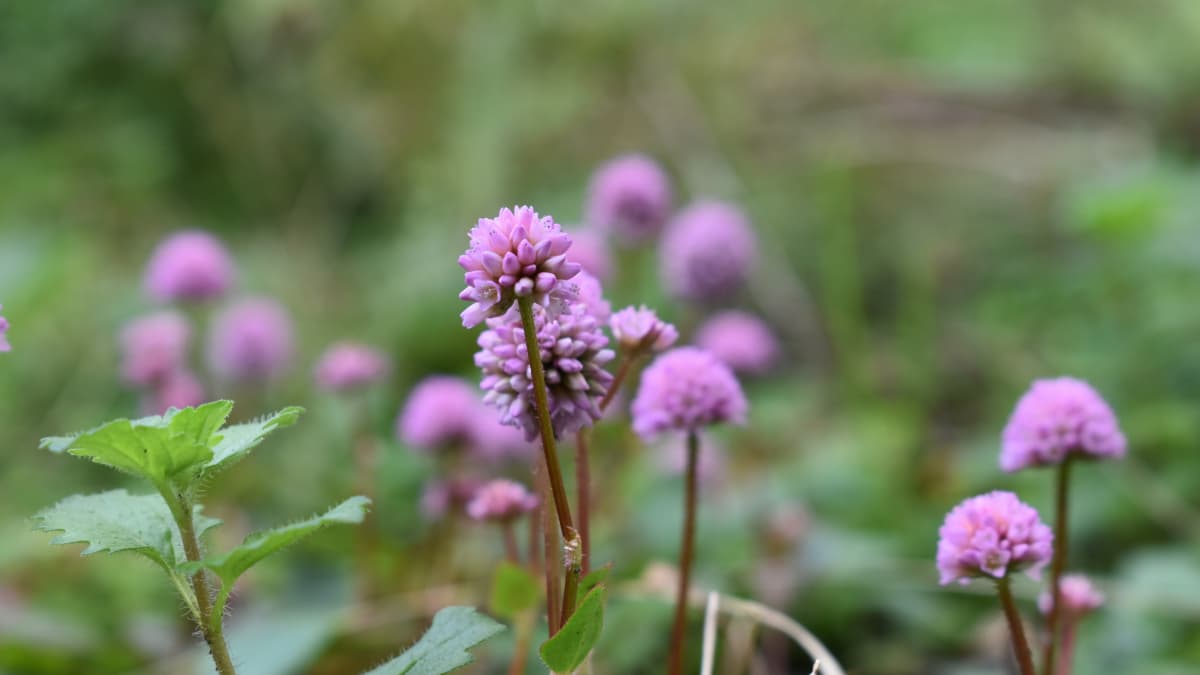 ヒメツルソバ草原20201213-1