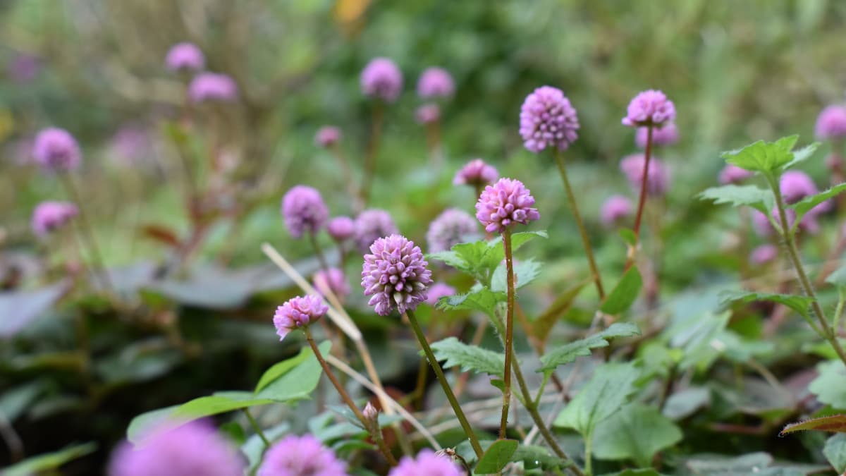 ヒメツルソバの草原20201213-2