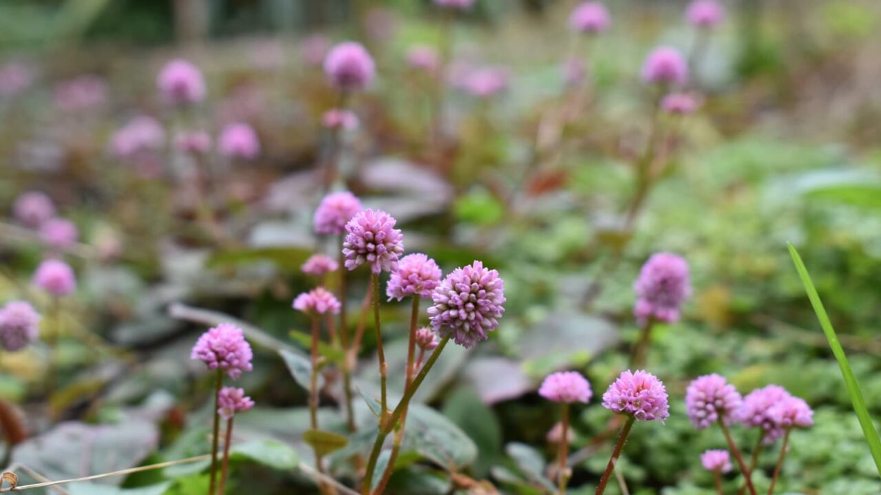ヒメツルソバの草原20201213-3