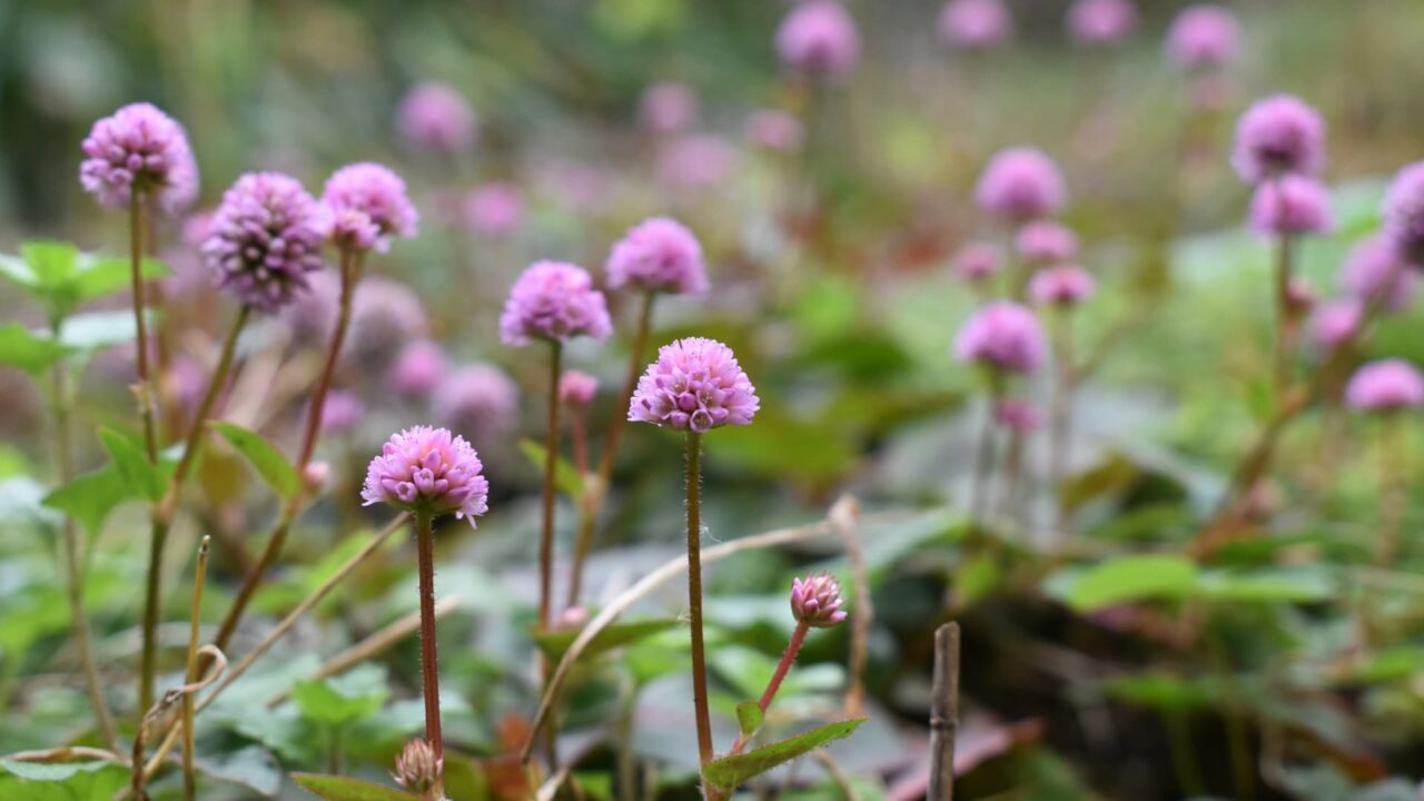 ヒメツルソバの草原20201213-4