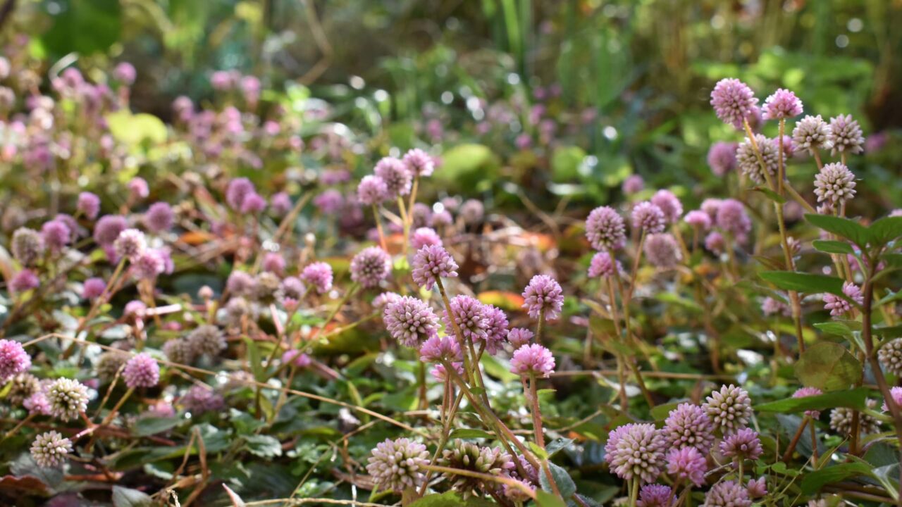 ヒメツルソバ202012―木霊の森