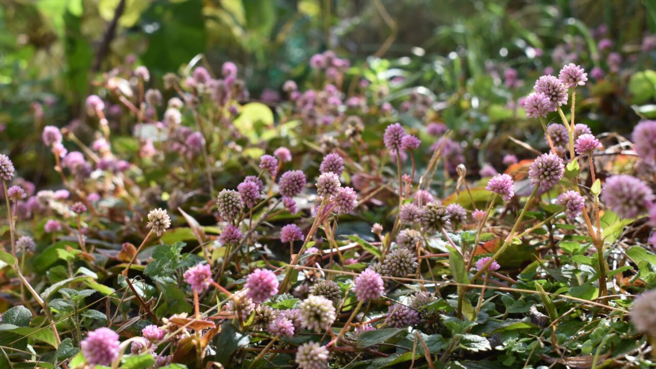 ヒメツルソバ20201214