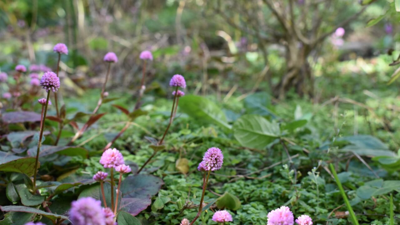 ヒメツルソバ20201214―八房下野平原