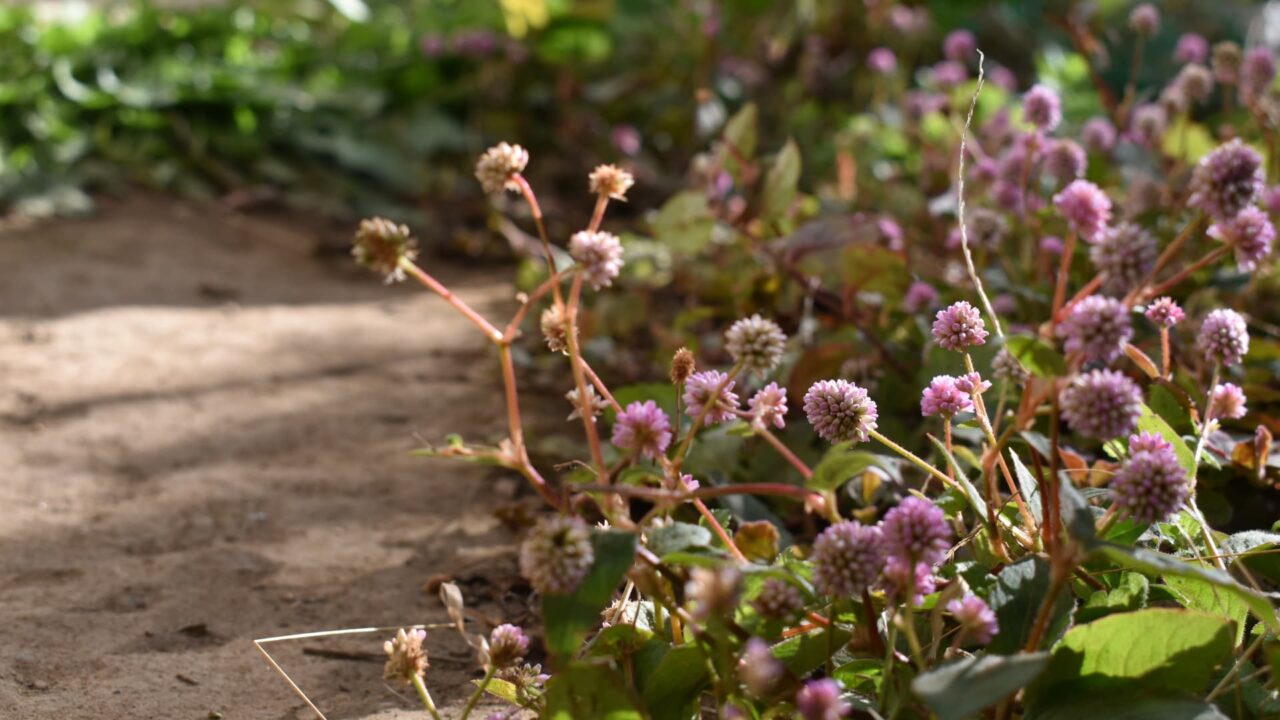 ヒメツルソバ20201215―木霊の森入口