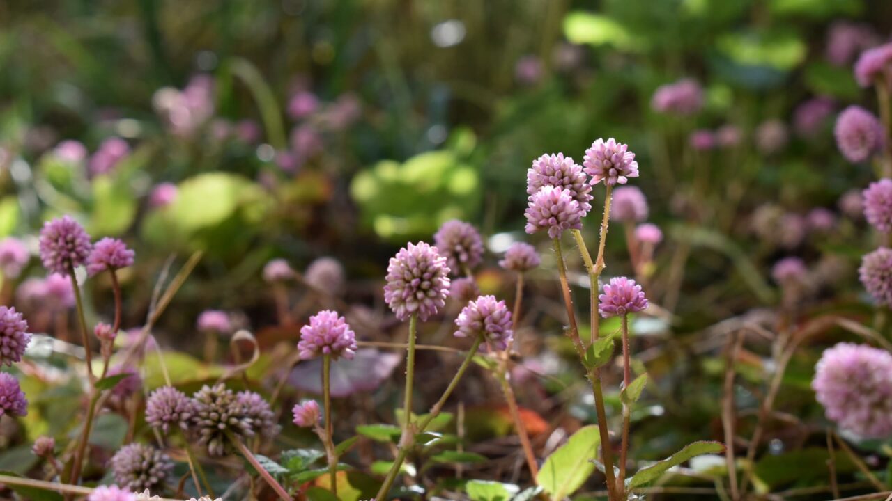 ヒメツルソバ202015―木霊たちがご挨拶