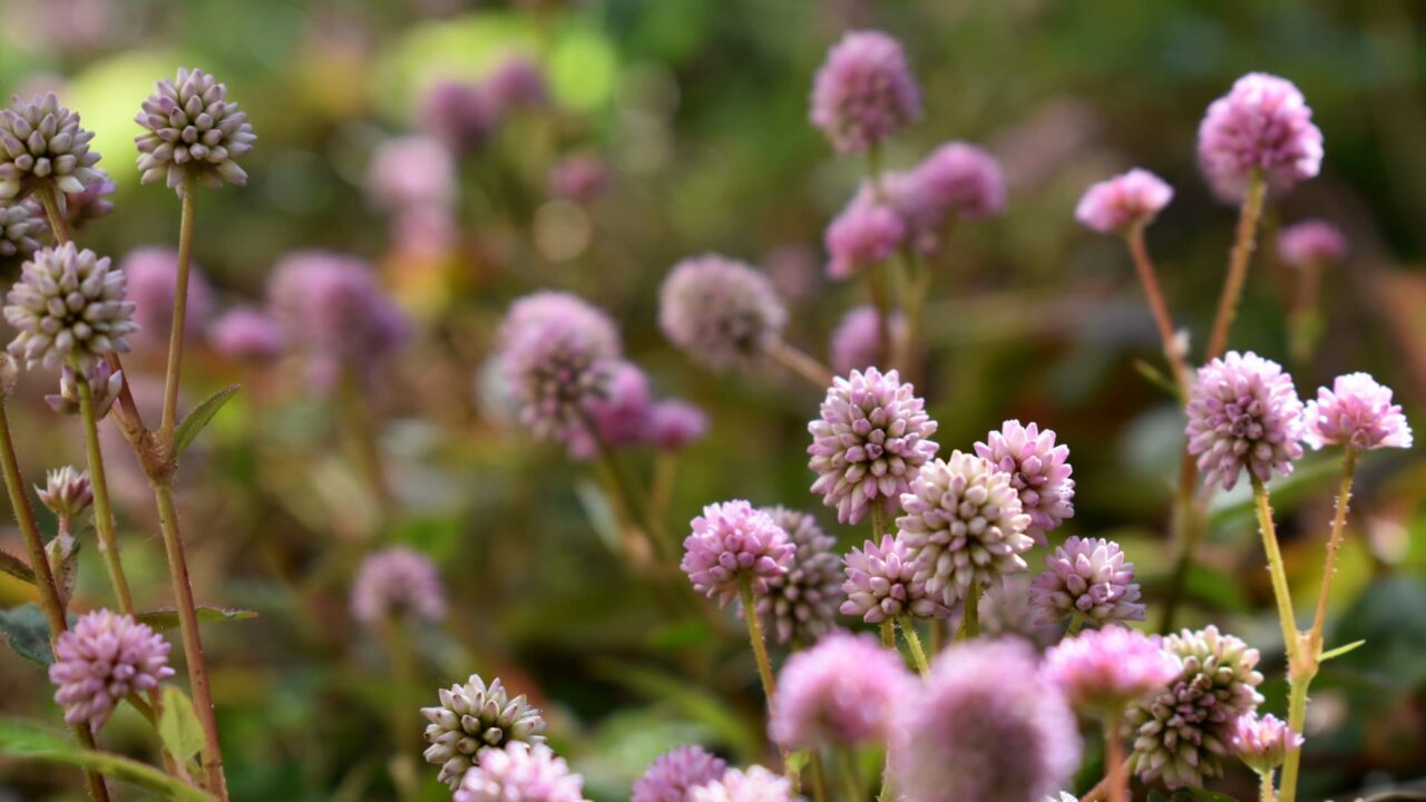 ヒメツルソバ202015―群れ来る木霊の子ども達