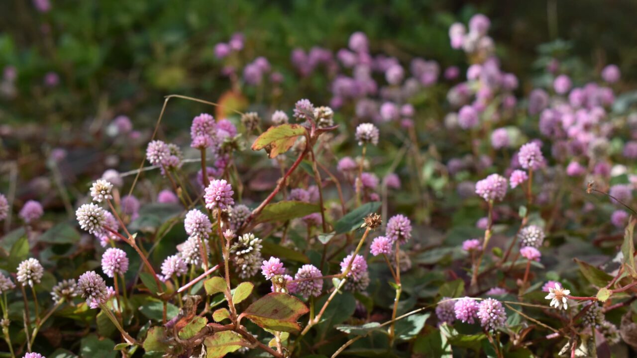 ヒメツルソバ20201215―木霊の王国入口