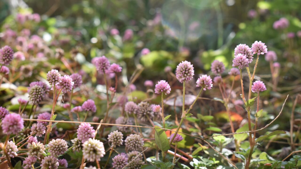 ヒメツルソバ20201216―奥まで木霊