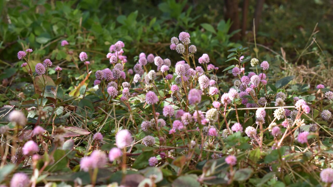 ヒメツルソバ20201216―上から見ている木霊たち
