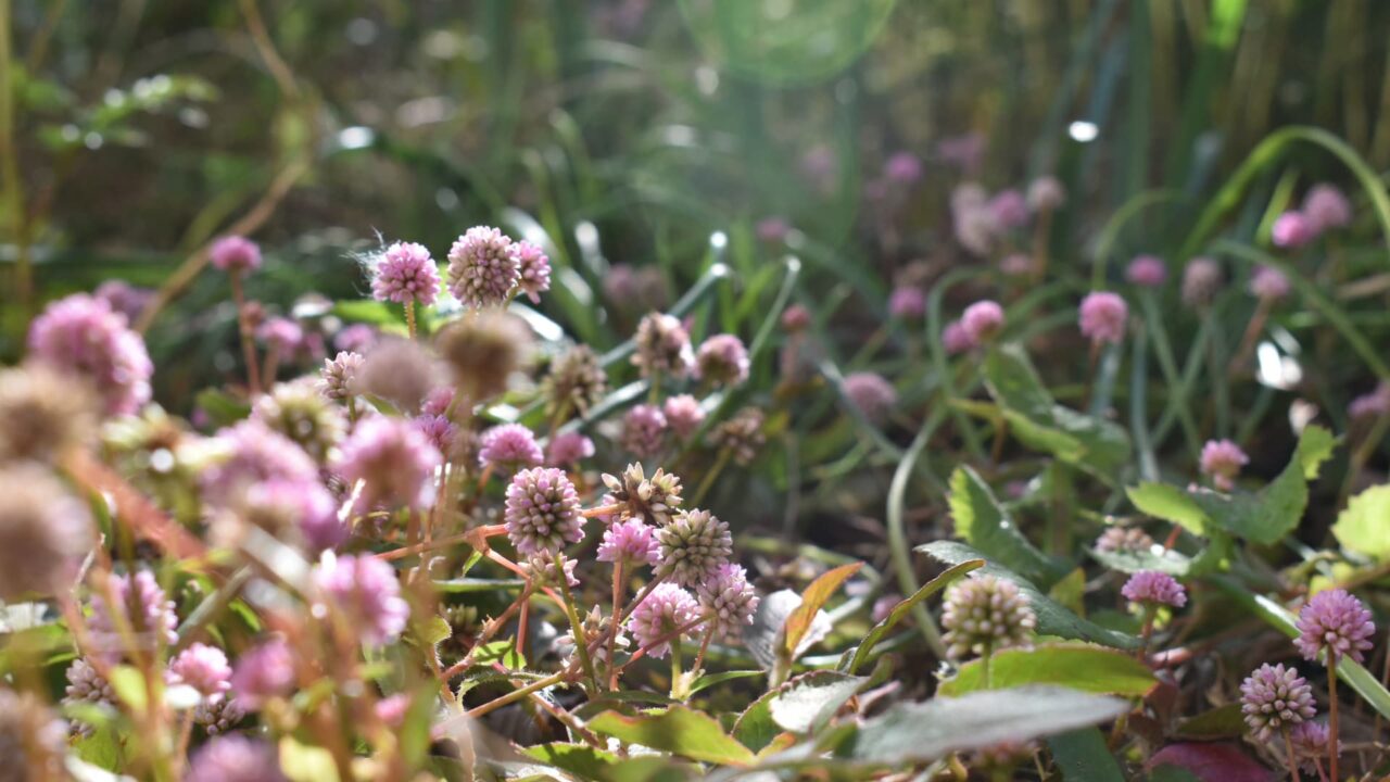 ヒメツルソバ20201216―木霊の森へ分け入る