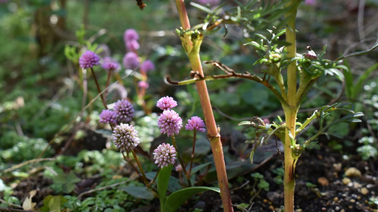 ヒメツルソバ20201216―木立と木霊