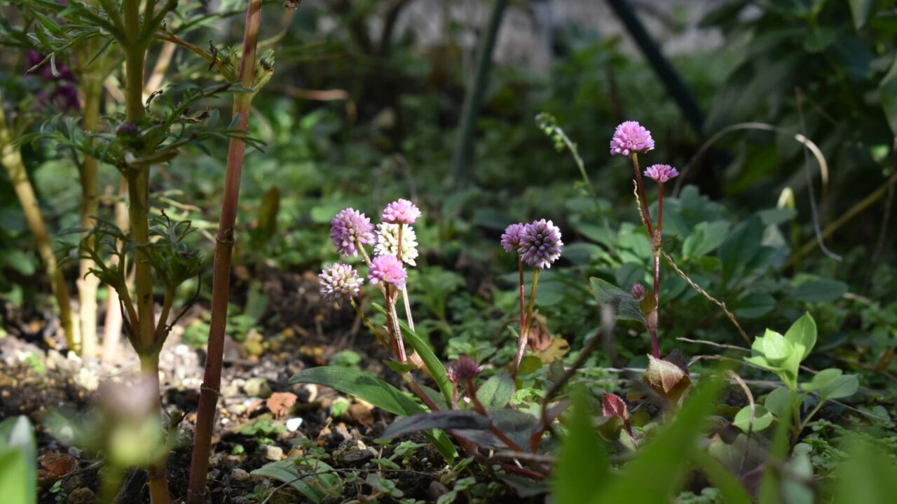 ヒメツルソバ20201216―木立と木霊2