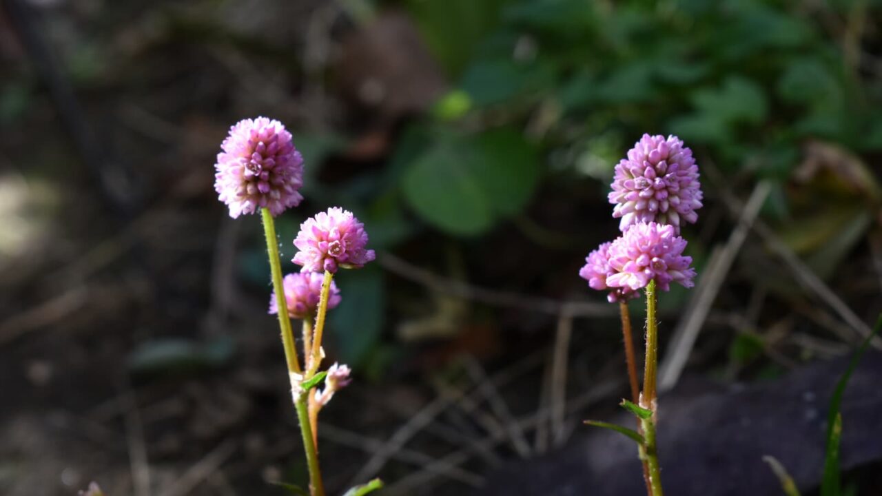 ヒメツルソバの美しい開花花20201217-1