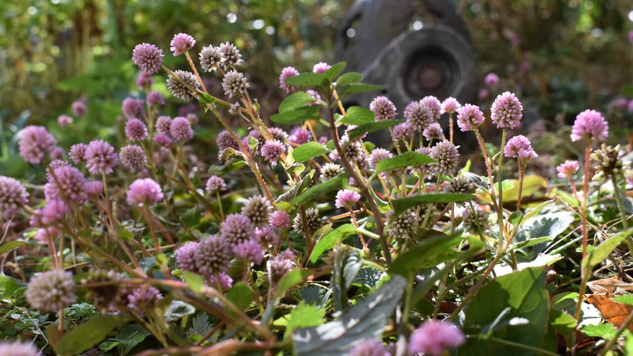 ヒメツルソバ20201217―木霊の後ろにロボ兵