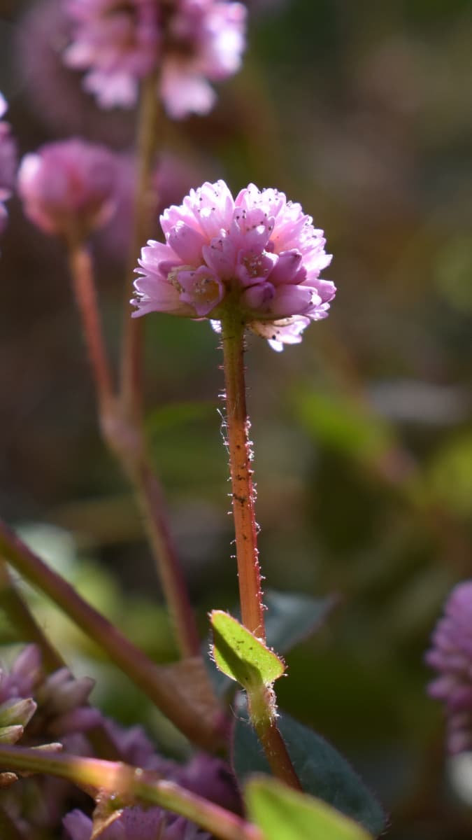 ヒメツルソバの美しい開花花20201217-2