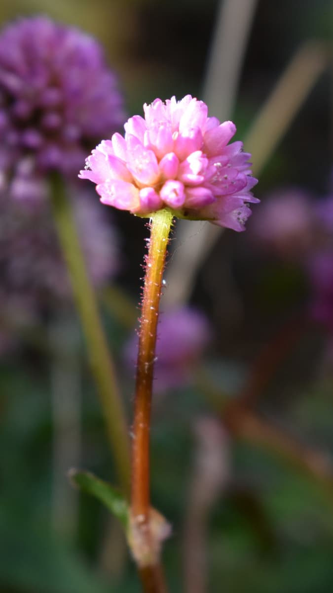 ヒメツルソバの美しい開花花20201217-3