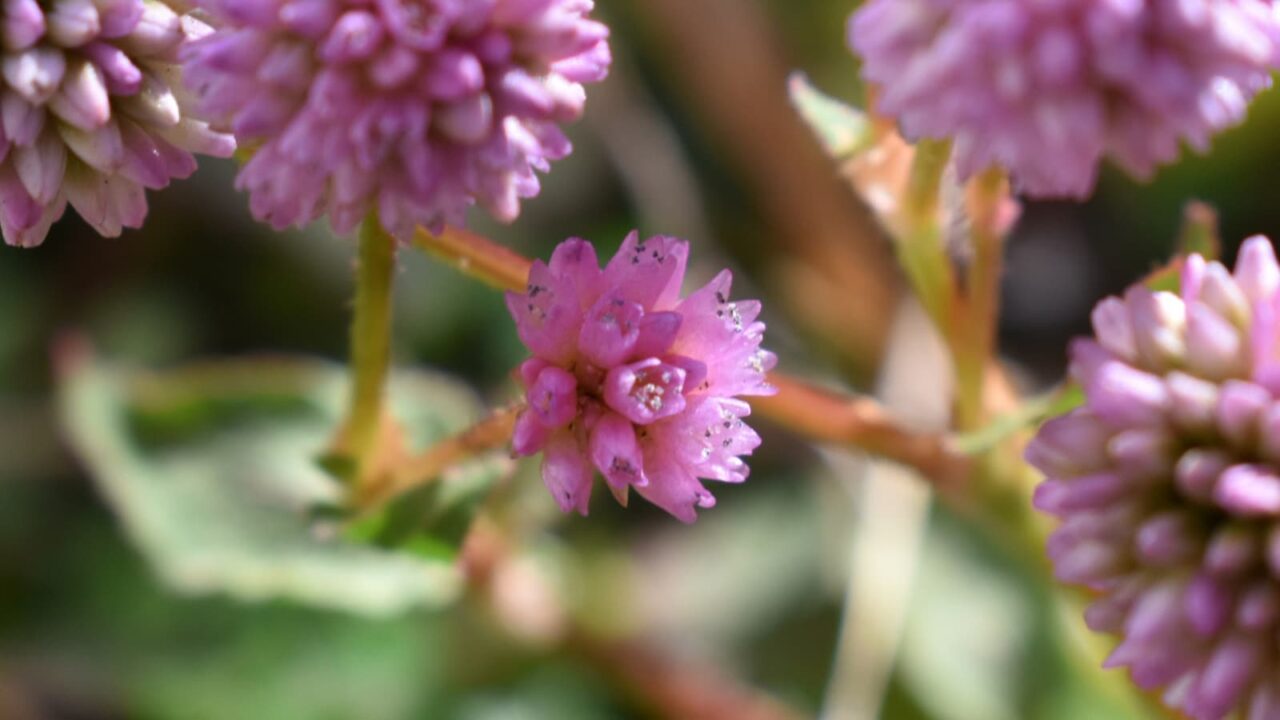 ヒメツルソバの美しい開花花20201217-4
