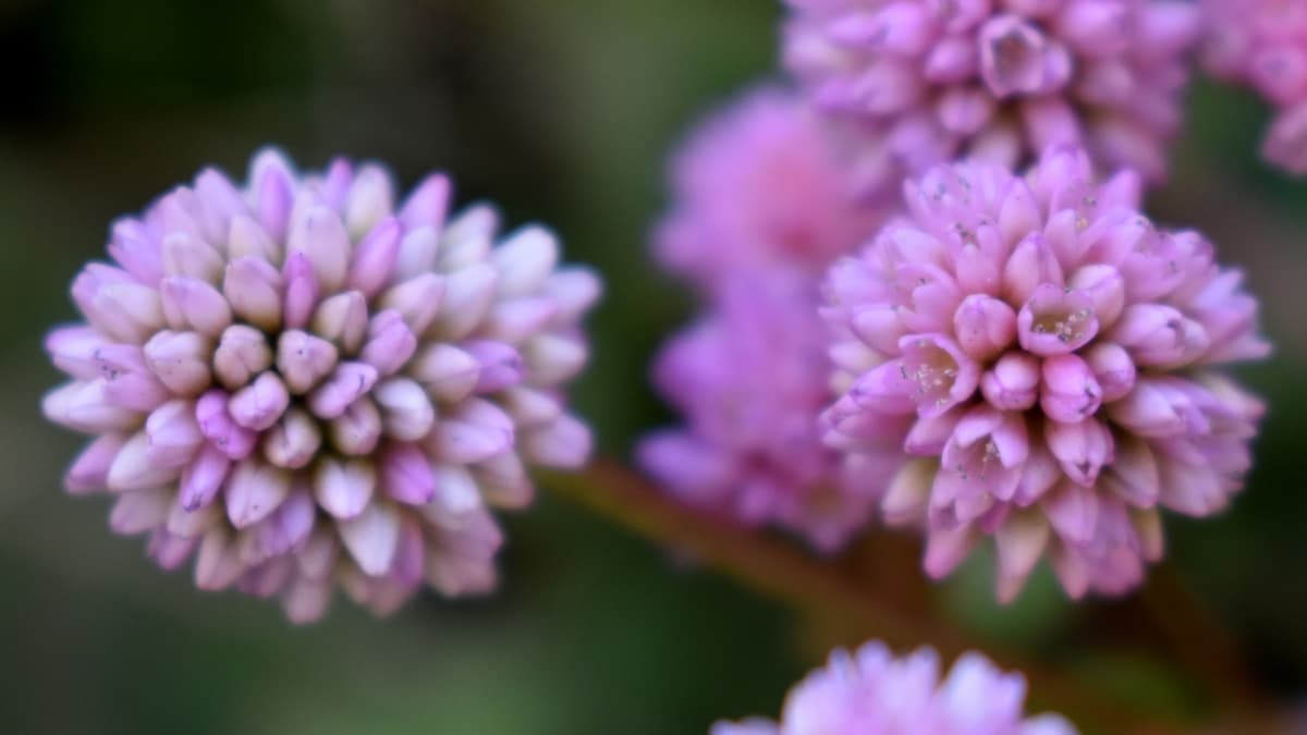 ヒメツルソバの開花花と閉塞花20201218
