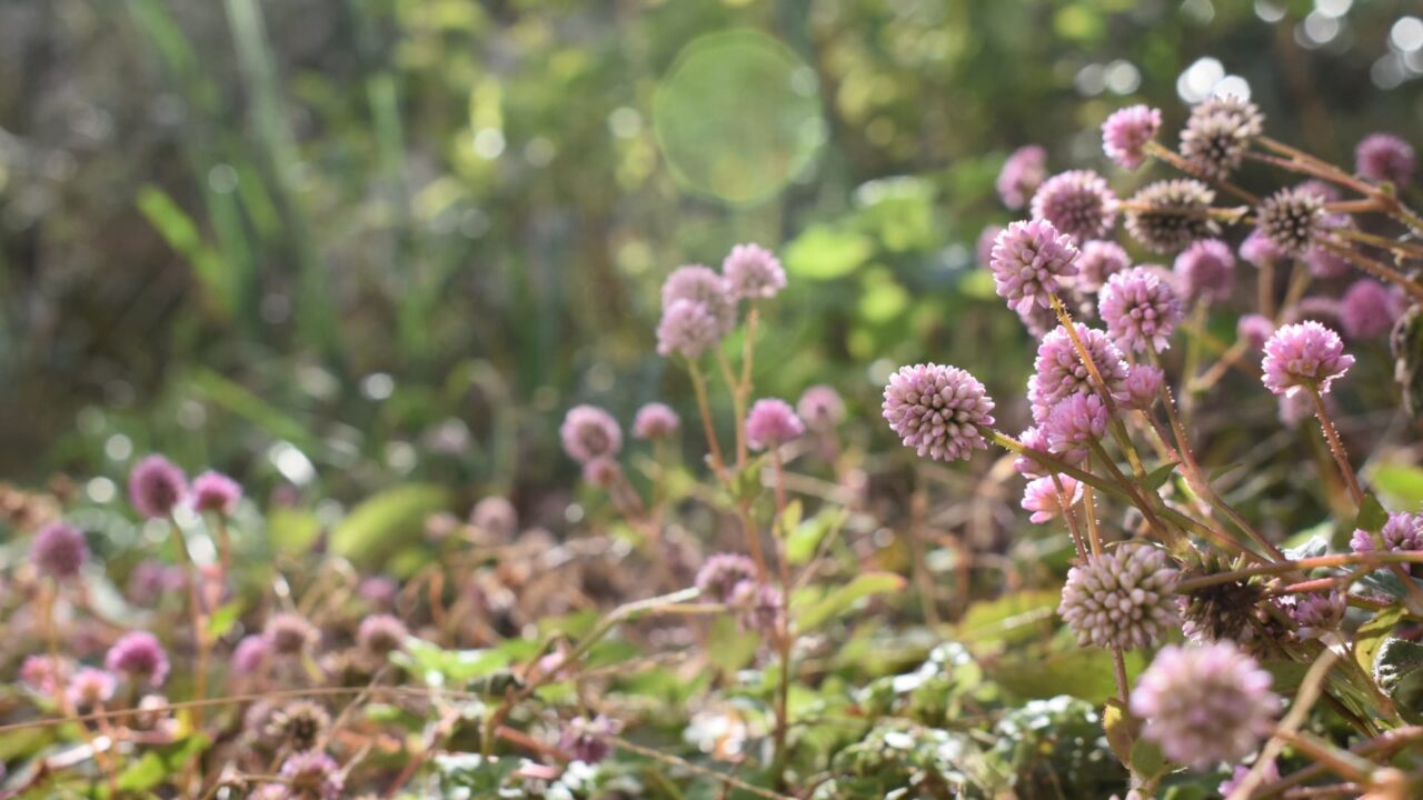 ヒメツルソバ20201218―木霊の森なだらかな道