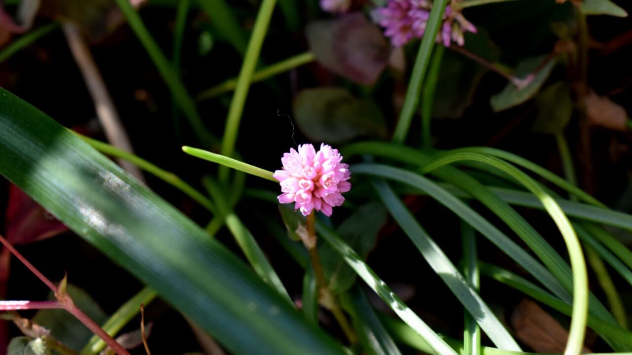 ヒメツルソバの美しい開花花20201218-2