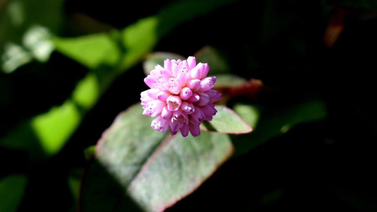 ヒメツルソバの美しい開花花20201218-3