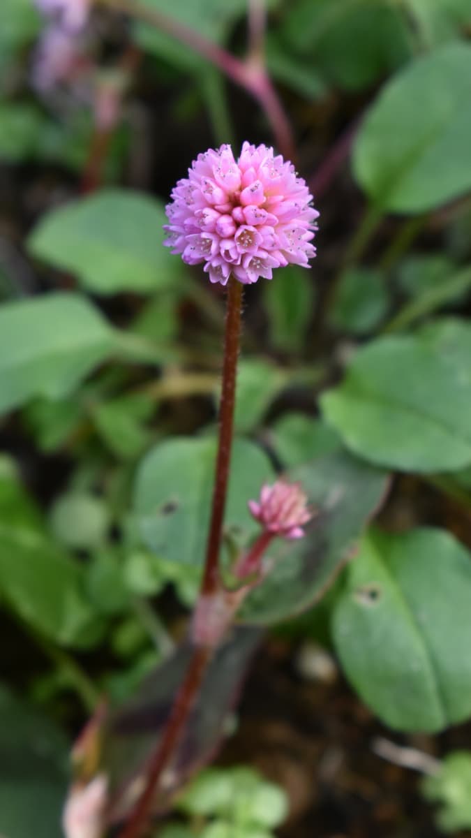ヒメツルソバの美しい開花花20201218-4