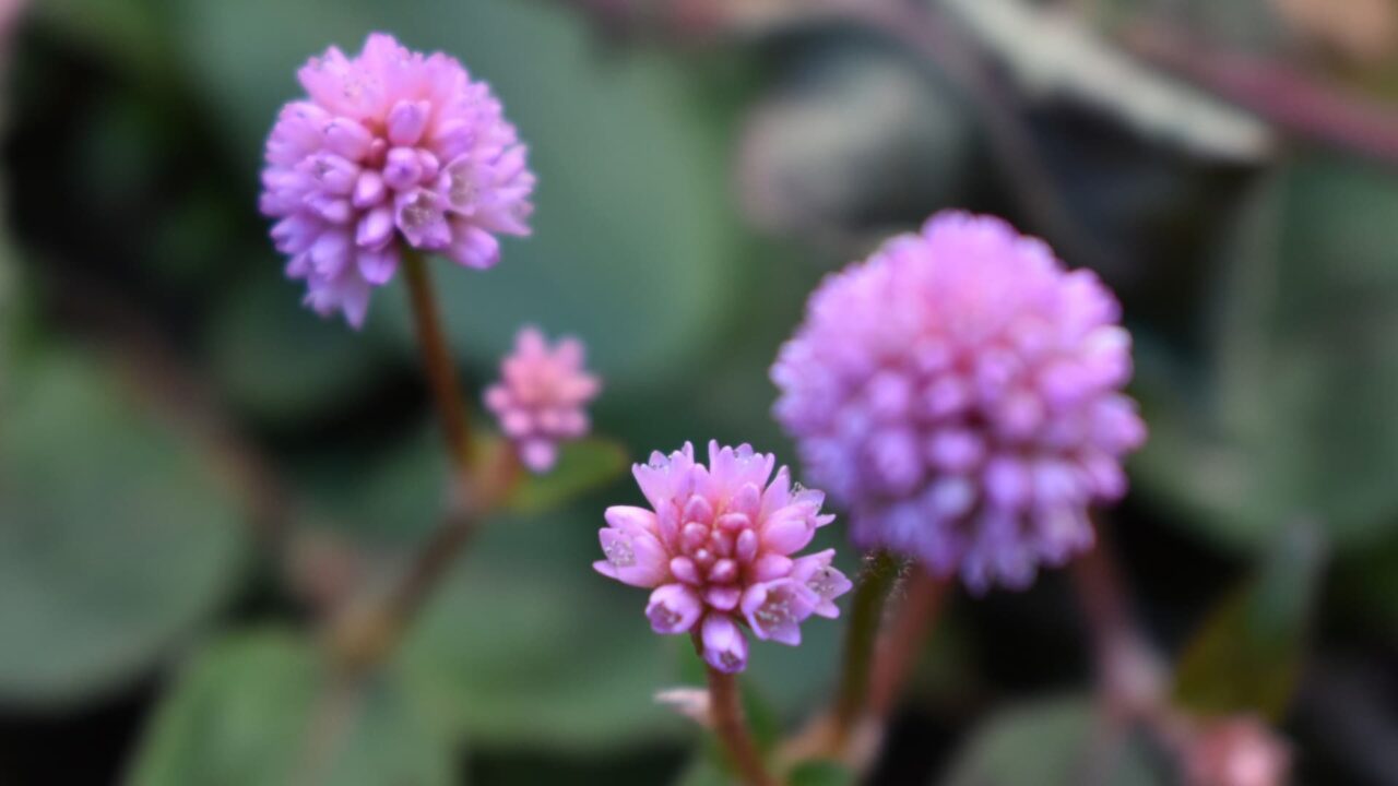 ヒメツルソバの美しい開花花20201218-5