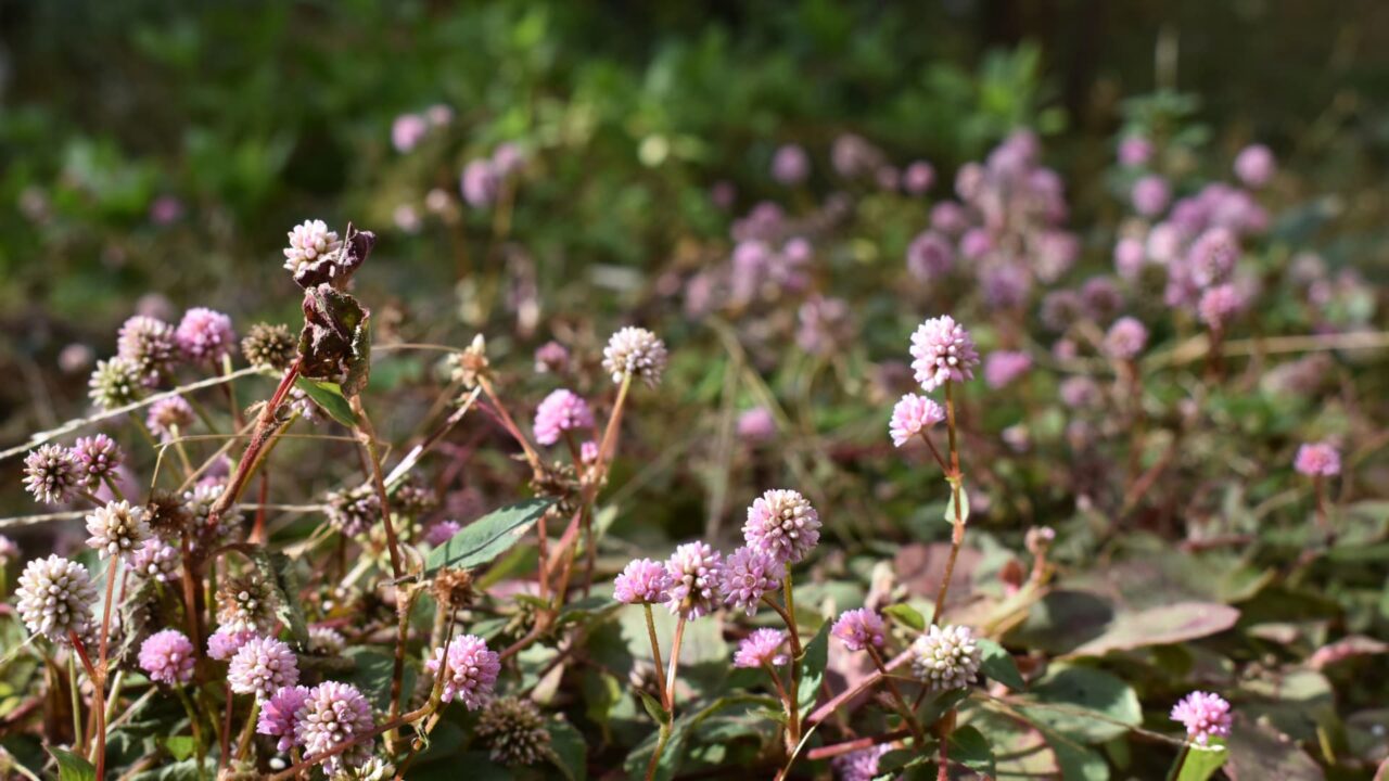 ヒメツルソバ20201219―道の両側に木霊