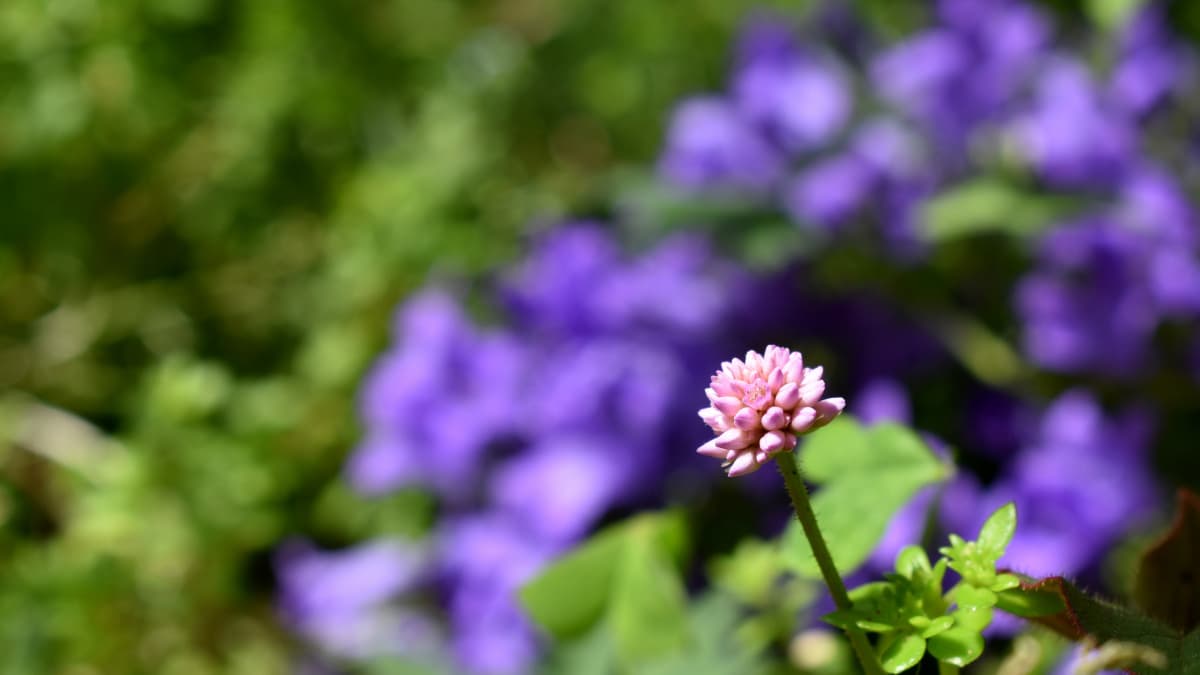紫を背景にピンクのヒメツルソバの花202105（キャッチ画像）