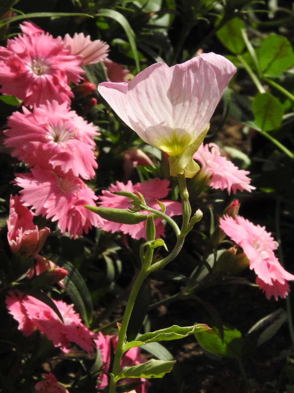 透過光で美しい昼咲き月見草花20180429