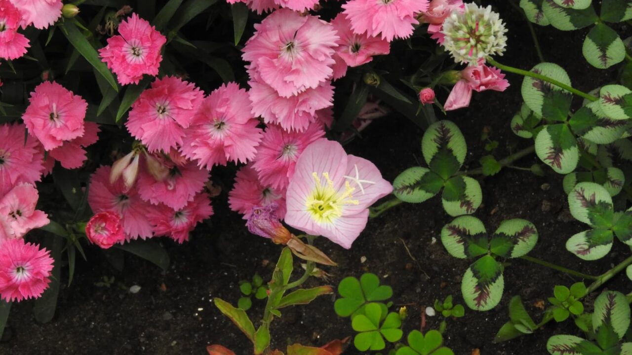 だ折餡砂州を背景に昼咲き月見草20180502-1