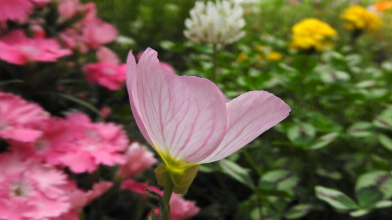 横から見たカップ型の昼咲き月見草の花201805