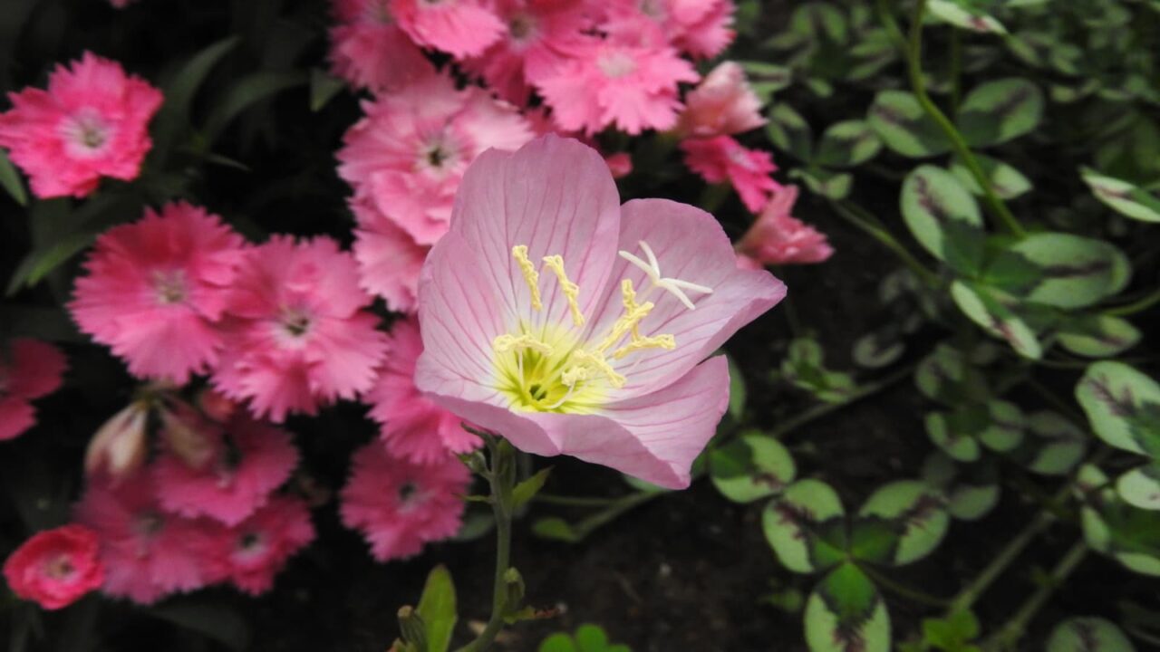 昼咲き月見草の十字形の雌蕊20180502-3
