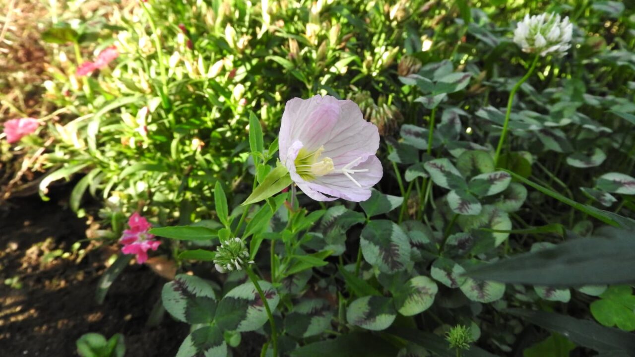 昼咲き月見草20180601