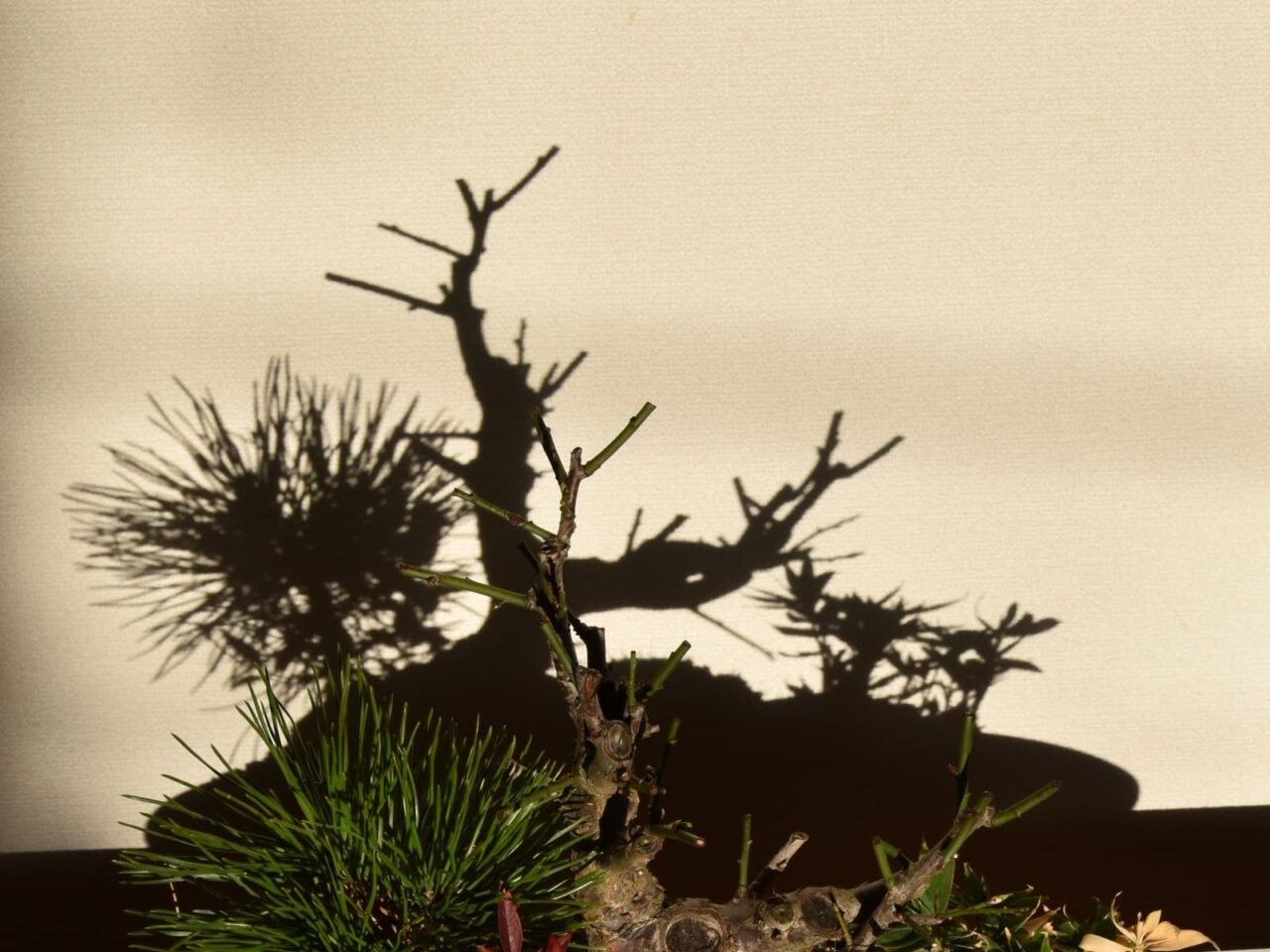 梅盆栽20210225-1切り詰め後の戦艦ヤマトみたいな影