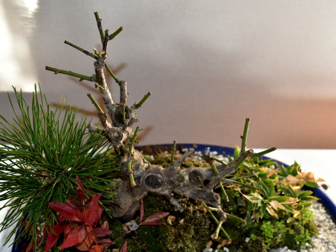 梅盆栽20210225-2切り詰め後戦艦ヤマトみたい