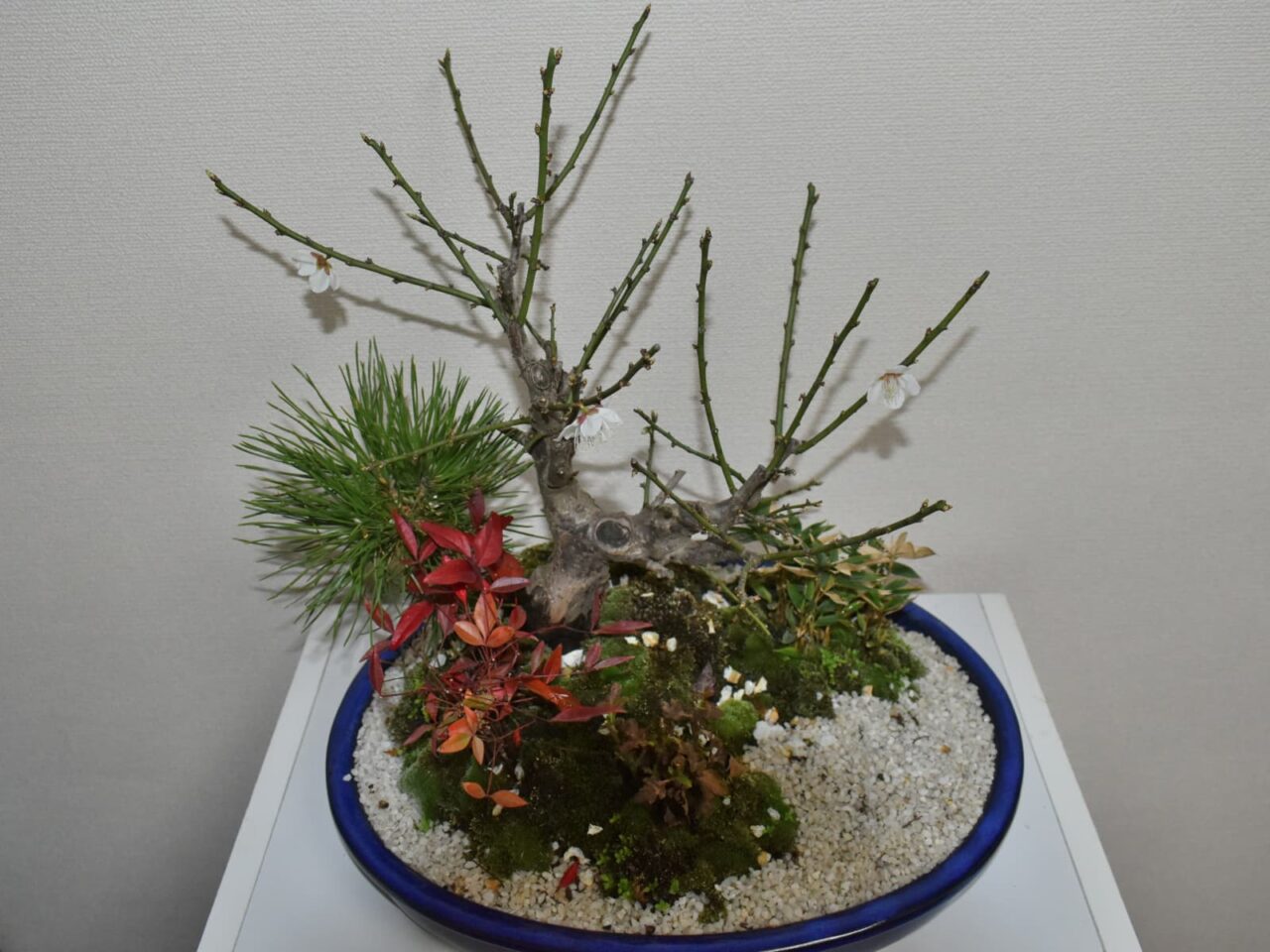 梅盆栽20210221-1花後