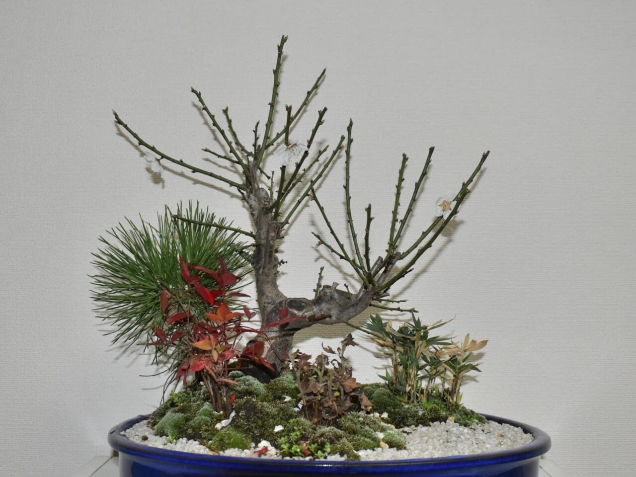 梅盆栽20210221-2花後