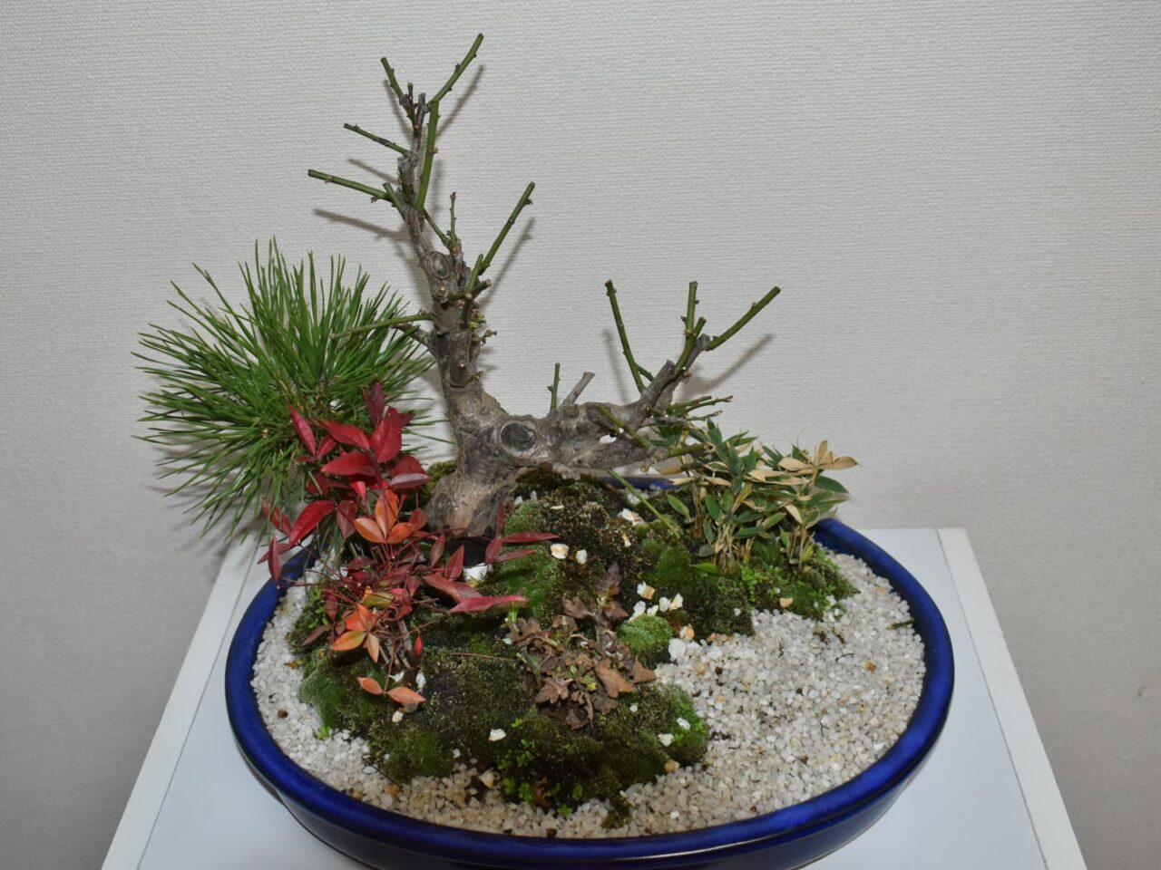 梅盆栽20210221-3切り詰め後