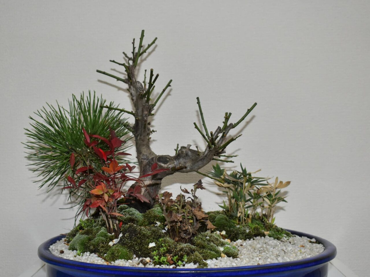 梅盆栽20210221-4切り詰め後