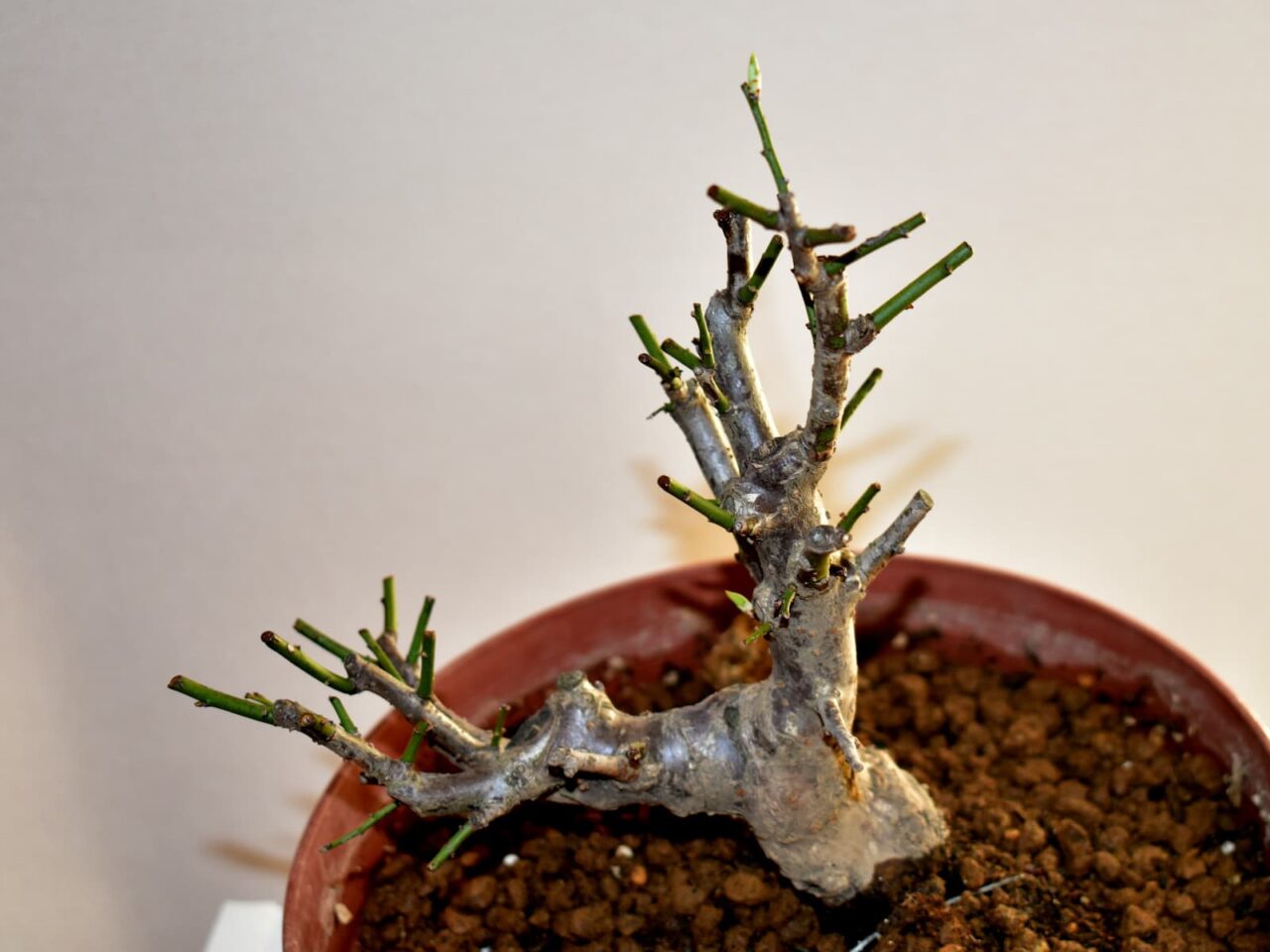 白梅盆栽20210303（上から撮影）